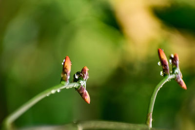 Close-up of insect on leaf