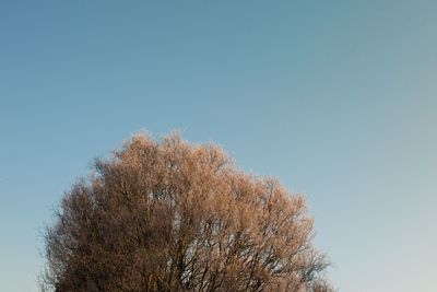 Low angle view of tree against clear sky