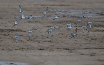 Flock of birds on field