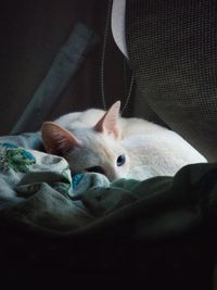 Close-up of cat sleeping on bed