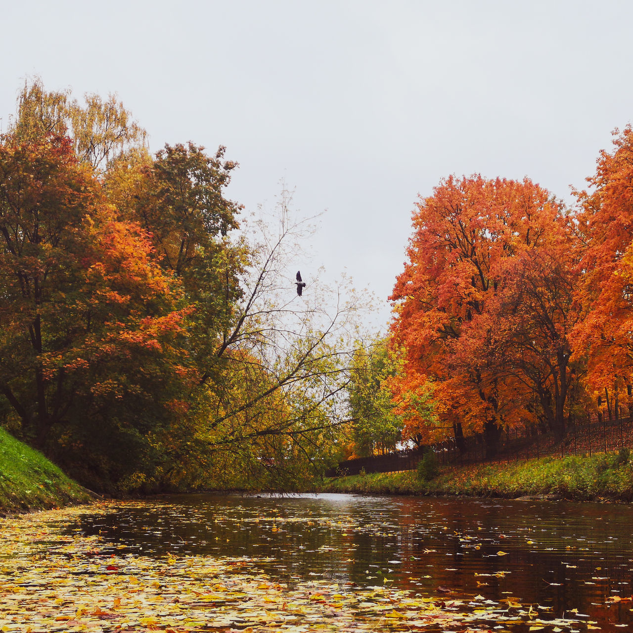 SCENIC VIEW OF LAKE BY TREES DURING AUTUMN