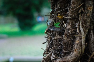 Close-up of insect on tree trunk