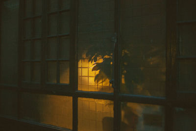 Plants shadow on window