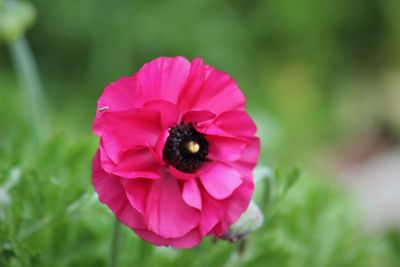 Close-up of pink flower