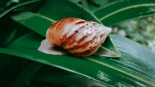 Close-up of snail on leaves