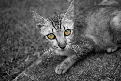 Close-up portrait of tabby cat