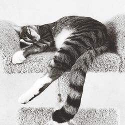 Cat sleeping