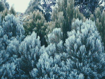 Close-up of plants against sky