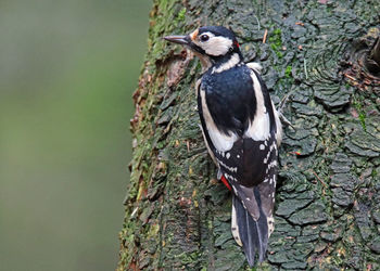 Close-up of bird perching on tree