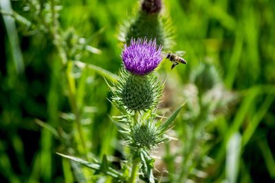 Bee flying by thistle on field