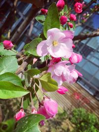 Close-up of pink flowers