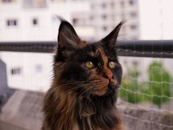 Close-up portrait of a cat