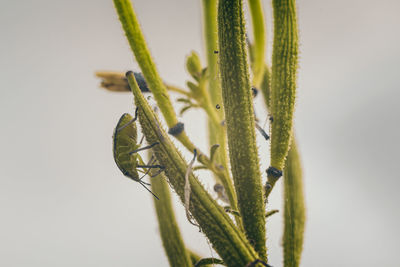 Close-up of insect on plant