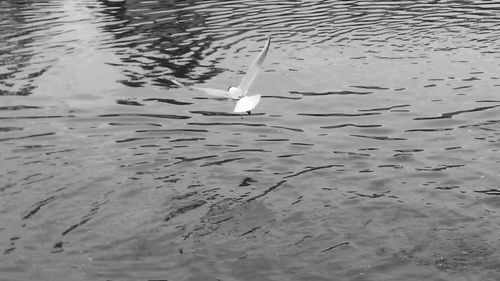 High angle view of swan swimming in lake