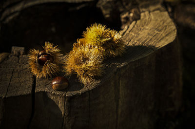Closeup of chestnut fruits on  tree stump, in el tiemblo, avila, castilla y leon, spain