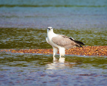 Seagull perching on a lake