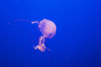 Jellyfish swimming in sea