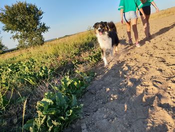 Dog walking on road