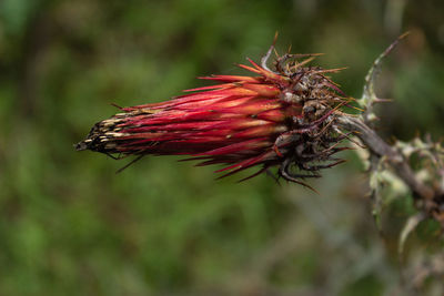 Close-up of red flowering plant