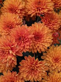 Full frame shot of orange flowers