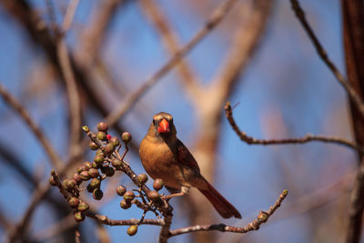 Low angle view of bird perching on branch