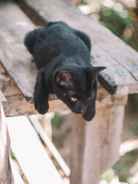 High angle view of dog