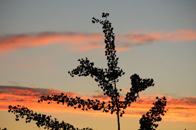 Low angle view of silhouette tree against orange sky