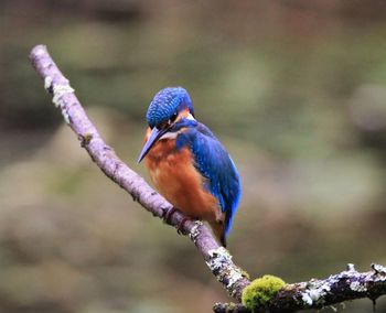 Close-up of bird perching on branch