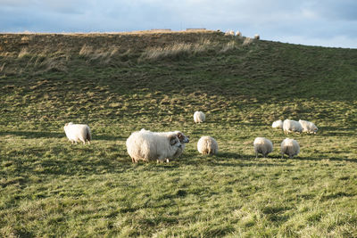 Icelandic sheep in a field, at the golden hour 