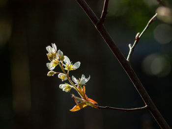 Close-up of white flowering plant