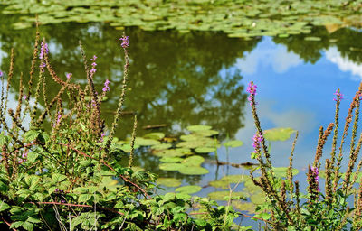 Close-up of flowering plants against lake