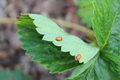 Close-up of insect on leaf