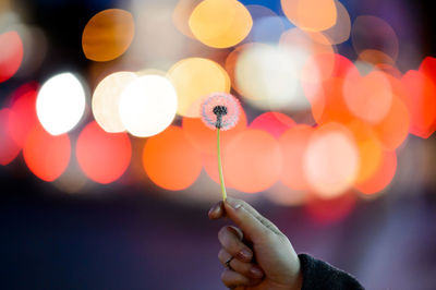 Cropped hand holding dandelion at night