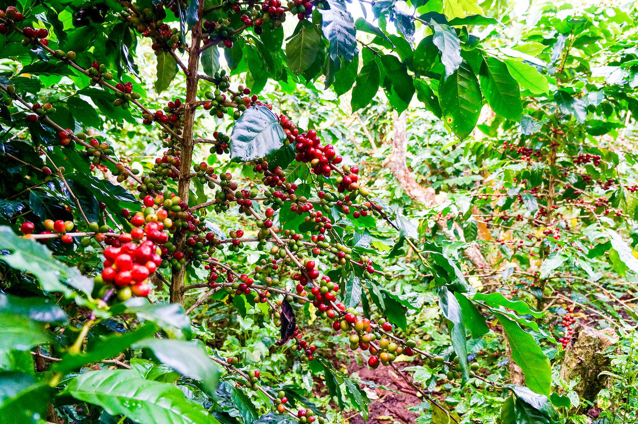 LOW ANGLE VIEW OF FRUITS ON TREE