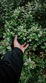 Low section of person standing amidst plants