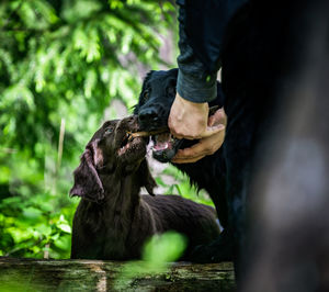 Person holding a dog