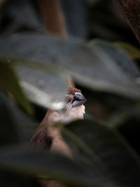 Close-up of insect on leaf