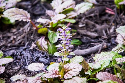 Close-up of purple flowers