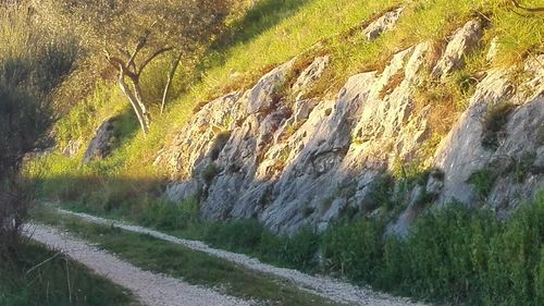 Close-up of grass against trees