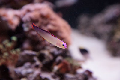 Close-up of fish swimming in aquarium