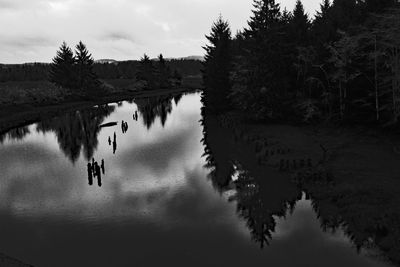 Reflection of trees in water