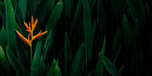 Orange heliconia flower with lush dark tropical foliage background.