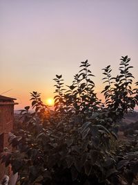 Silhouette plants on field against sky during sunset