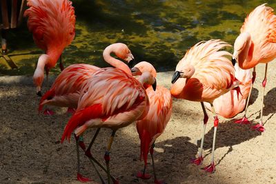 Flock of flamingos 