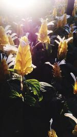 Close-up of yellow flowers