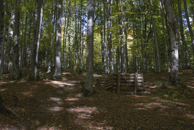 Pine trees in forest