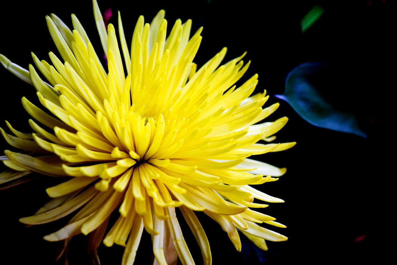 CLOSE-UP OF YELLOW ROSE