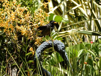 Bird perching on a plant