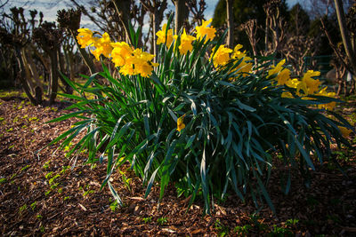 Close-up of yellow flowering plants on field