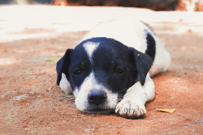 Close-up portrait of puppy resting on field